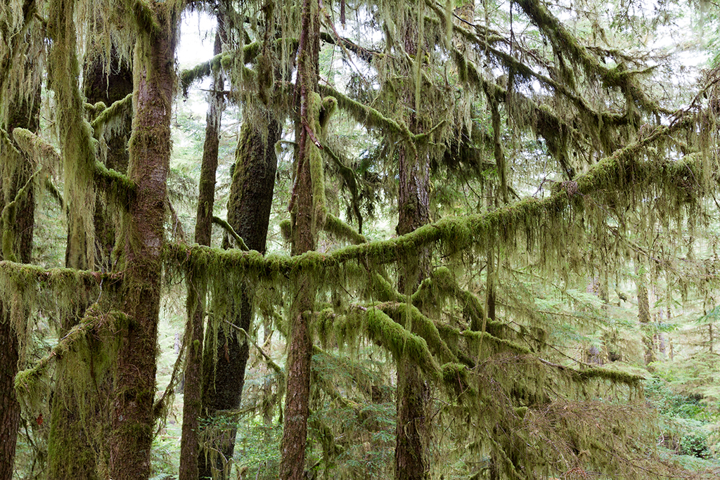 09-19 - 09.jpg - Pacific Rim National Park, Vancouver Island, BC